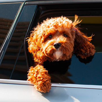100% Wild-Caught Freeze-Dried Pet Treats: Why They're Superior for Your Pet’s Nutrition