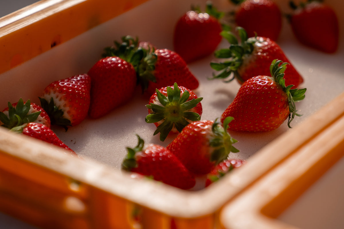 Receive by Dec. 13th) Vitaberry from Nonsan, Korea 12pcs 11.6oz