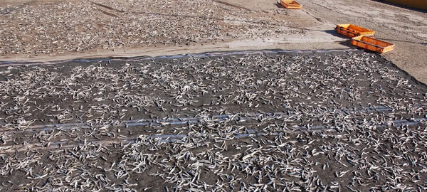 The most pristine anchovies from Korea