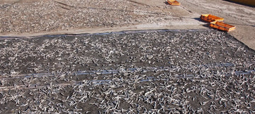 The most pristine anchovies from Korea