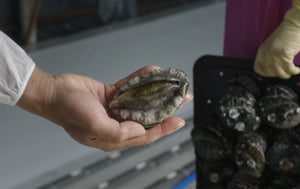 완도 자숙전복4개입 PREMIUM COOKED WANDO ABALONE 4P 9oz(260g)
