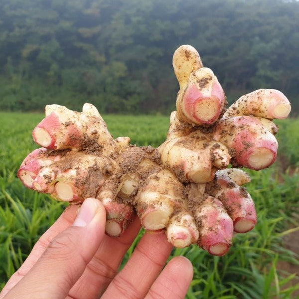 생강진액청 KOREAN GINGER EXTRACT SYRUP_17.6oz(500g)