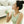 [타이거모닝] 레몬샷 그린클렌즈 스틱 Lemon Shot Green Cleanse Stick_10.58oz(300g(20gX15))