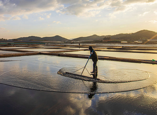 천일염 SUN-DRIED KOREAN SEASALT_12.34oz(350g)