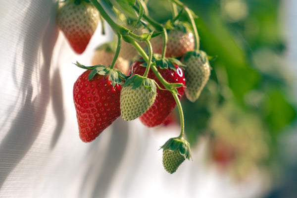 (Receive by Jan. 28th-29th) 비타베리 Vitaberry from Nonsan 12-15pcs 11.6oz (330g)